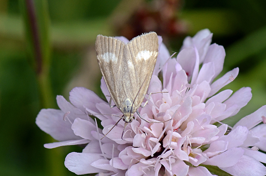 Falena da id.